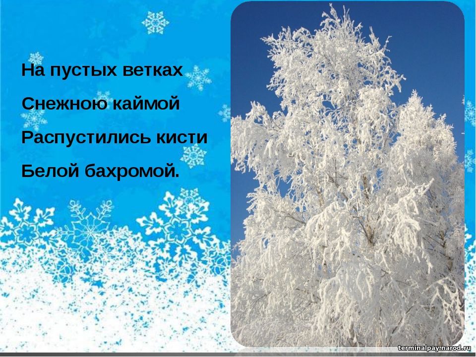 На ветках каймой. На пушистых ветках снежною каймой. Распустились кисти белой бахромой. Снежная кайма. На пушистых ветках снежною каймой распустились кисти белой бахромой.