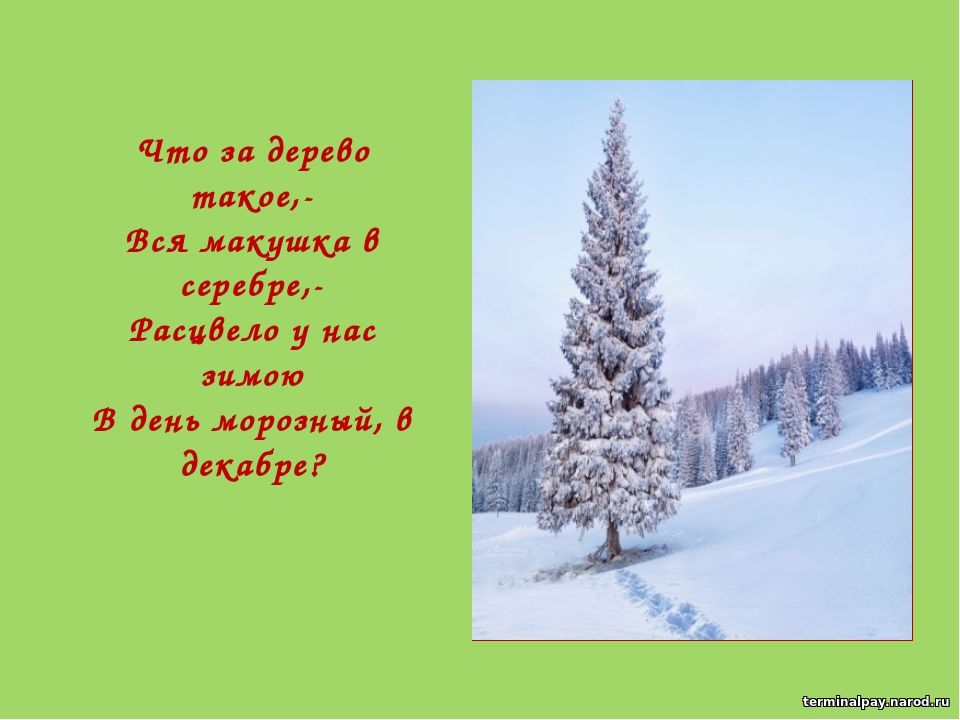 Песня деревце. Деревья зимой стих. Песенка что за дерево такое. Стихотворение деревья зимою. Деревья в серебре стихотворение.