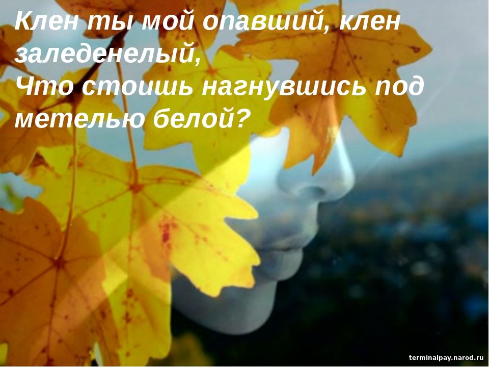 Ты стоил одна у клена. Клен заиндевелый Есенин. Клён клянусь любить его навечно. Романс опавший клён. Клён ты мой опавший Есенин песня.